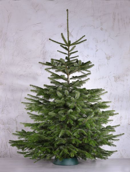 WeihnachtsbaumL160-180cm__1_1f154ad1b41cab2ca914c5fde6a18d5b.jpg