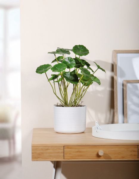 HomeLiving Kunstpflanze "Aralie", Topfpflanze, Grünpflanze Kunststoff, Deko Pflanze Grün