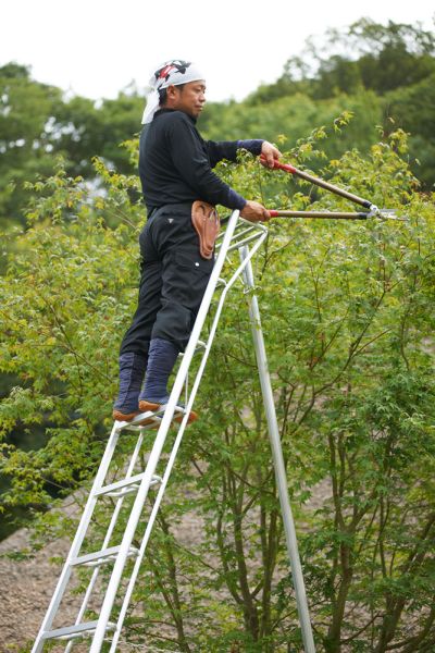 Niwaki Gartenleiter und 3-Holm-Leiter 360 cm