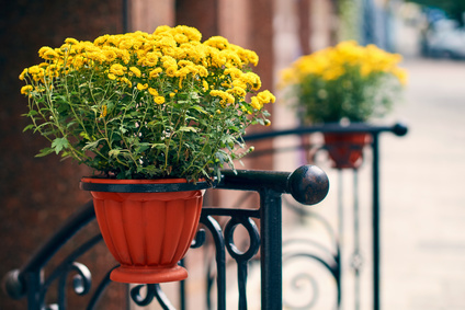 Geländer-Blumentöpfe online kaufen und sparen | Norma24