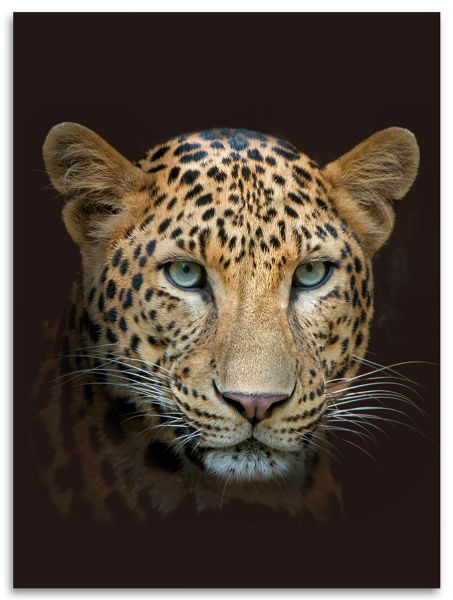 Flanell Wohndecke Leopard